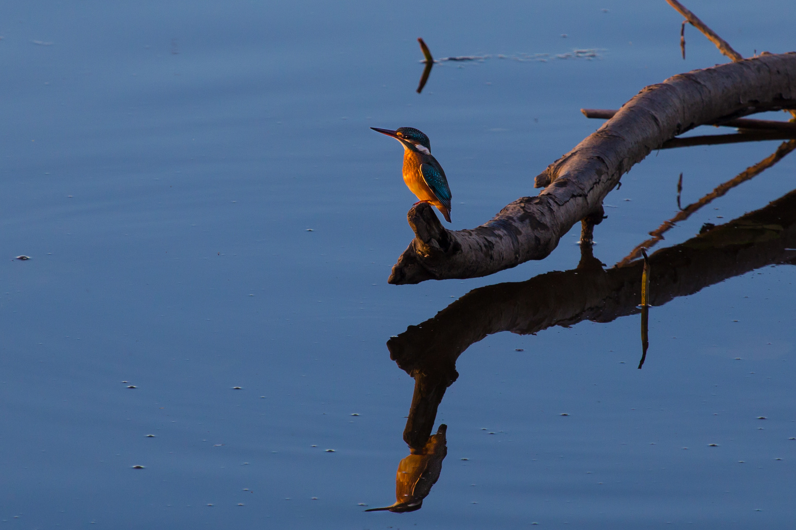 Eisvogel am Chiemsee