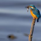 Eisvogel am Chiemsee