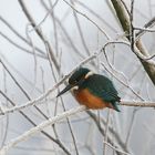 Eisvogel am eisigen Morgen