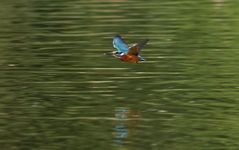 Eisvogel am Ententeich