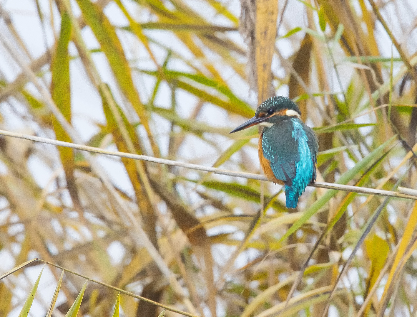 Eisvogel am Federsee