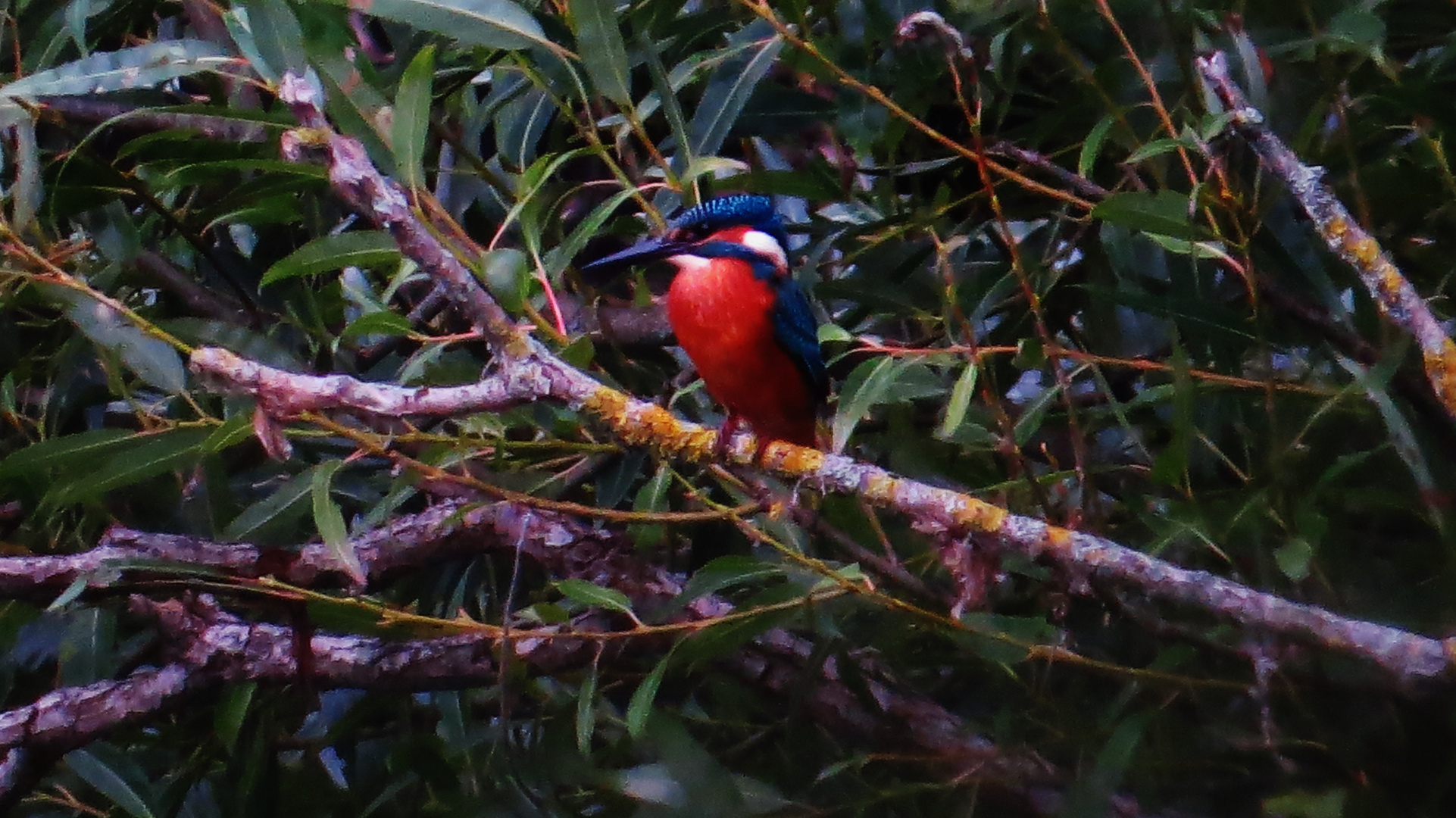 Eisvogel am Fischteich