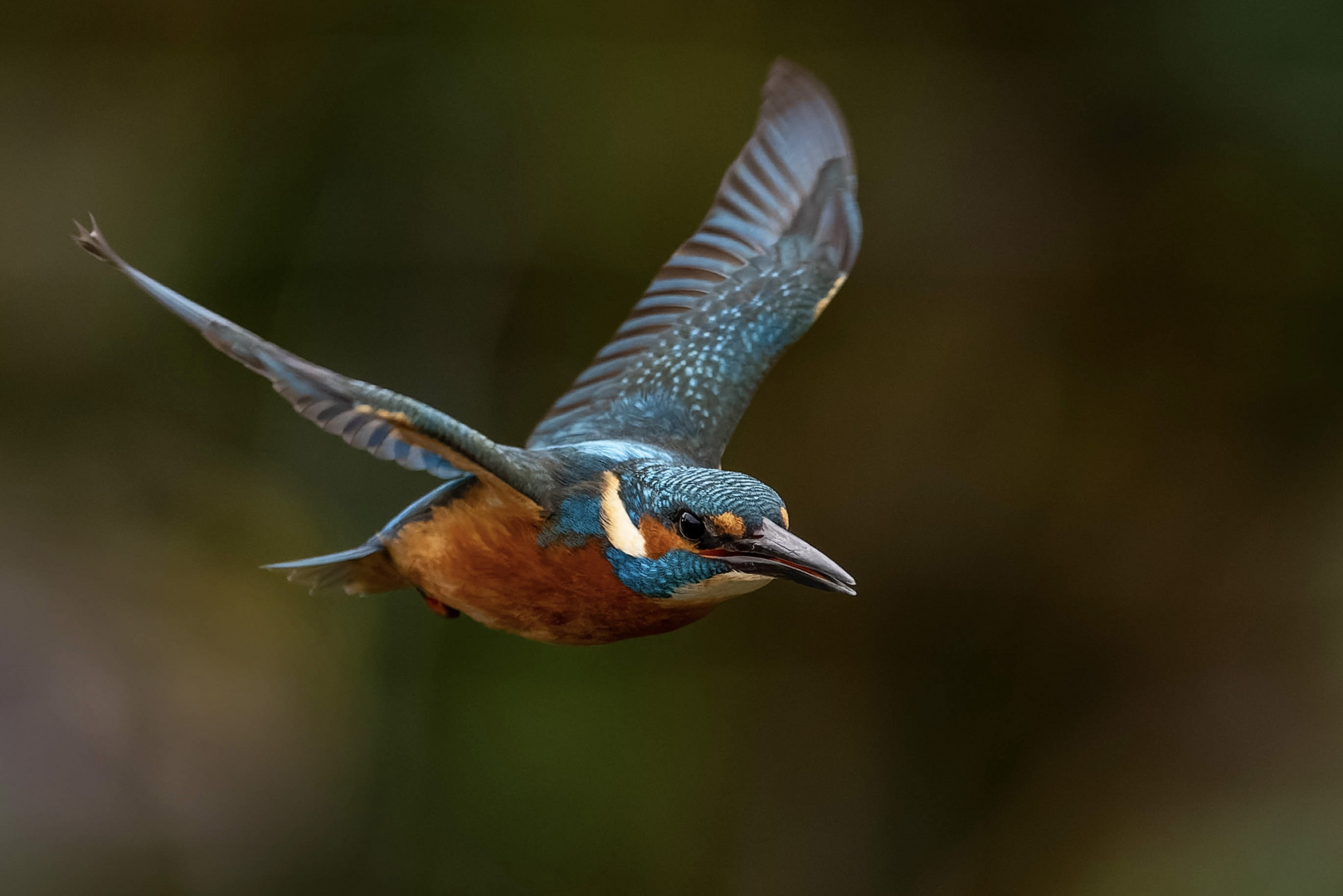 Eisvogel am Flugtag