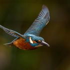 Eisvogel am Flugtag