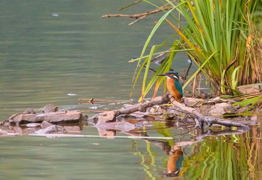 Eisvogel am Froschgrundsee