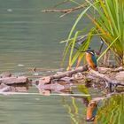 Eisvogel am Froschgrundsee