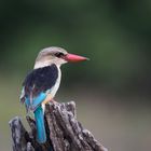 Eisvogel am frühen Morgen