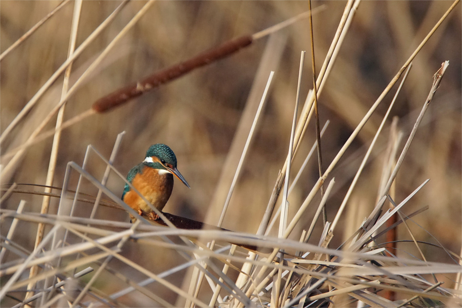 Eisvogel am frühen Morgen auf einem Rohrkolben