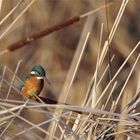 Eisvogel am frühen Morgen auf einem Rohrkolben