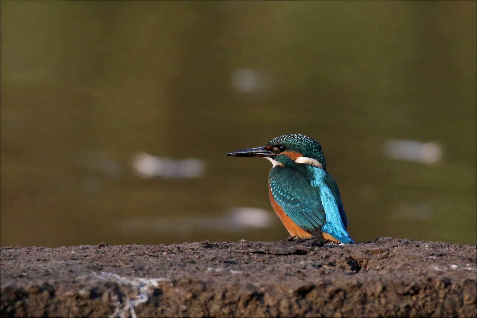 Eisvogel am frühen Morgen -  Isostar 1000