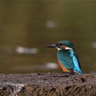 Eisvogel am frühen Morgen -  Isostar 1000