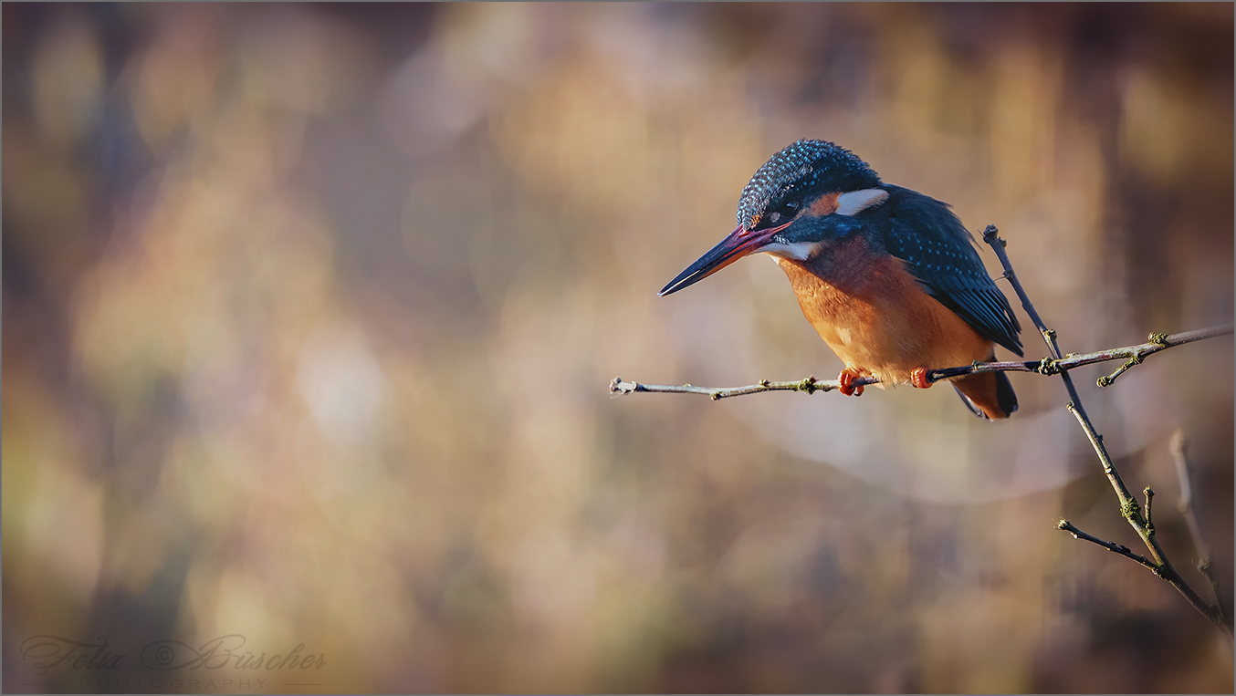 Eisvogel am Gartenteich