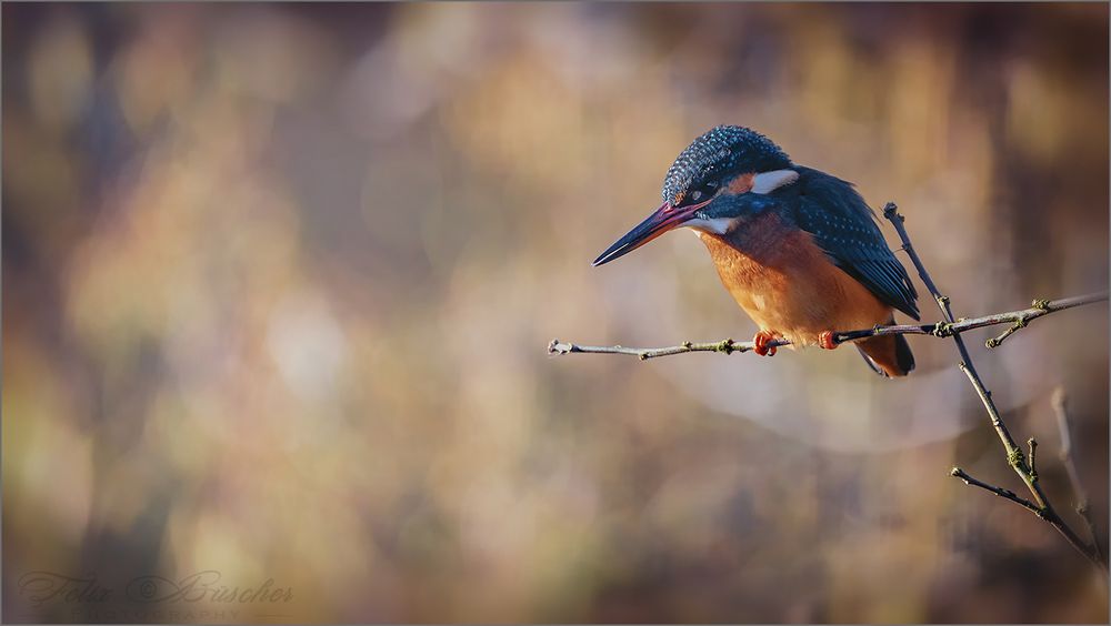 Eisvogel am Gartenteich