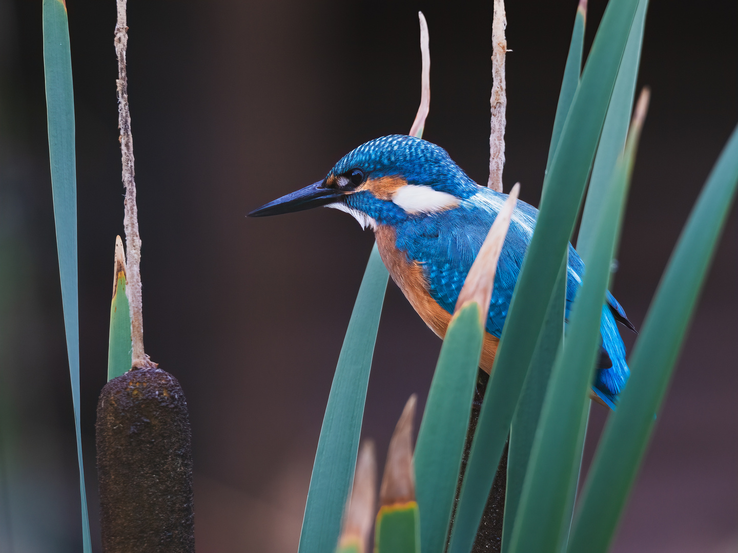 Eisvogel am Gartenteich