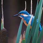 Eisvogel am Gartenteich