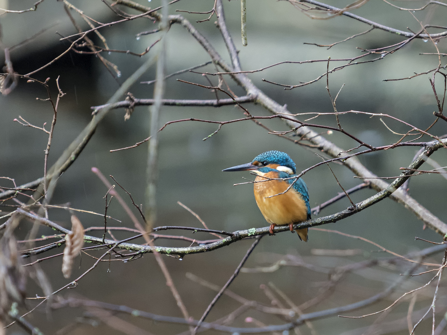 Eisvogel am Greifensee