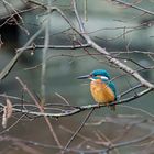 Eisvogel am Greifensee