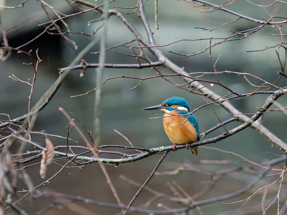 Eisvogel am Greifensee