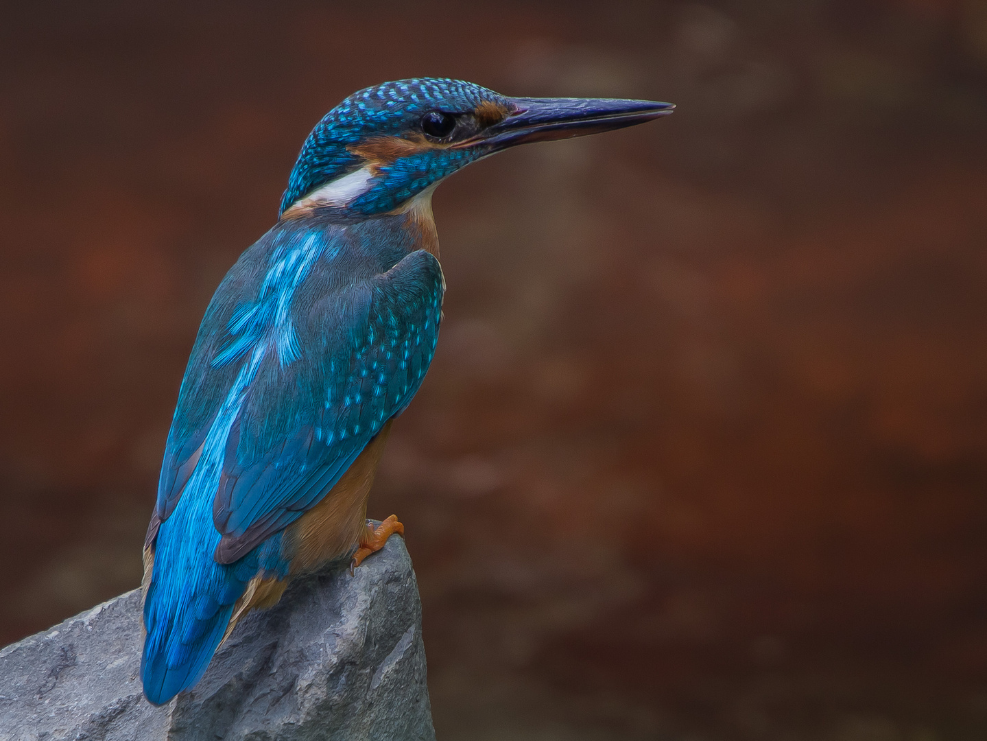 Eisvogel am Hengsteysee