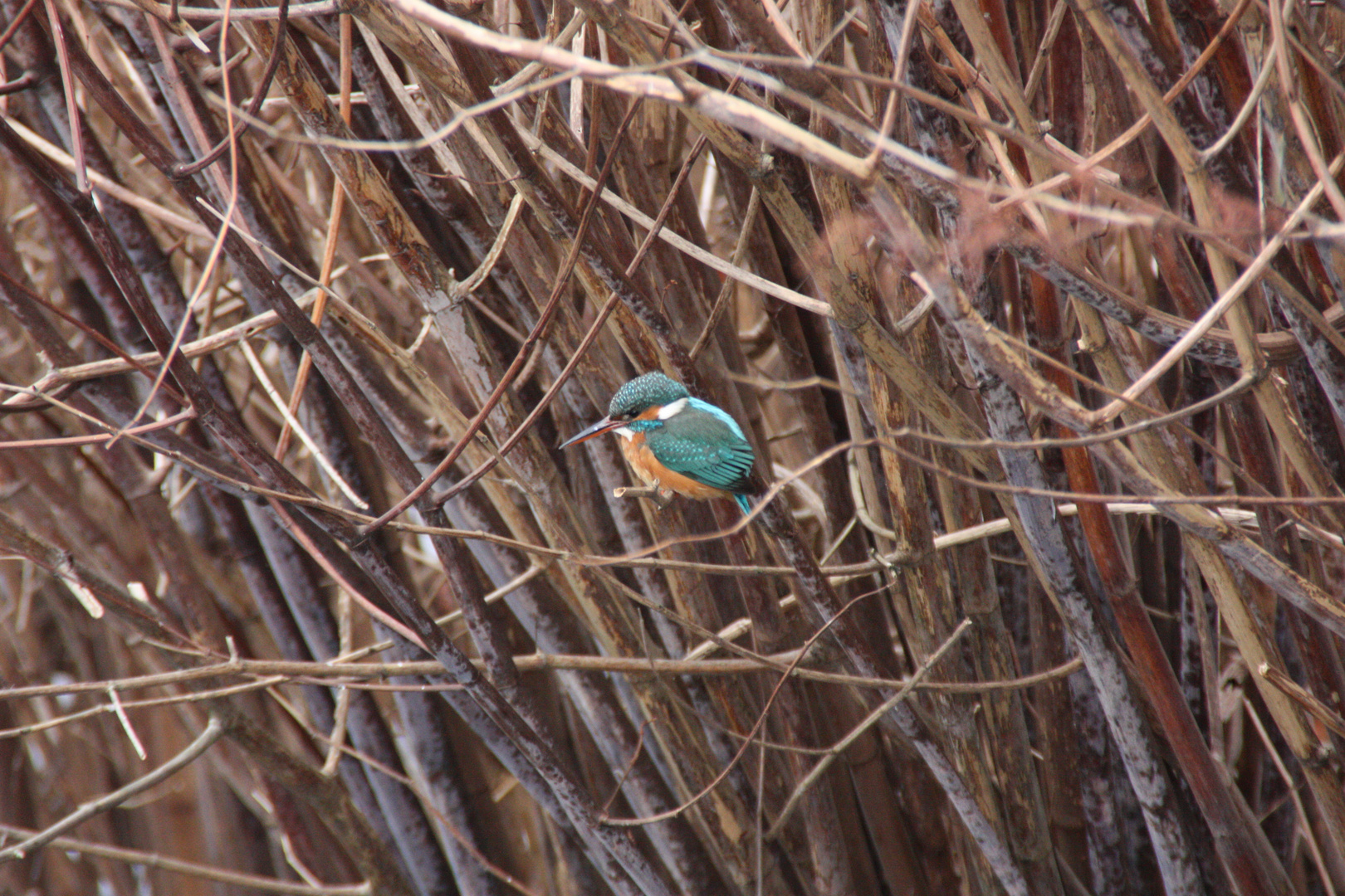 Eisvogel am Hengsteysee