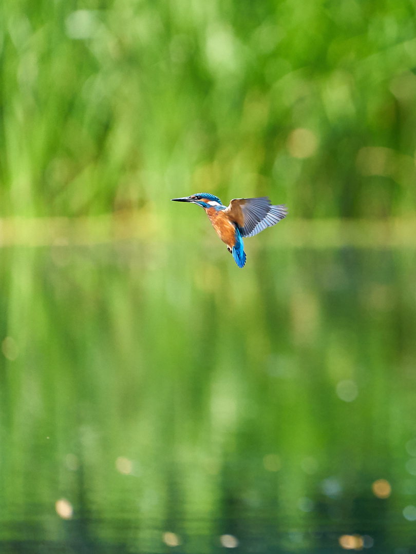 Eisvogel am Hengsteysee