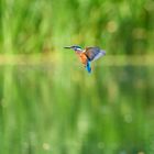 Eisvogel am Hengsteysee