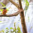 Eisvogel am Ilkerbruch