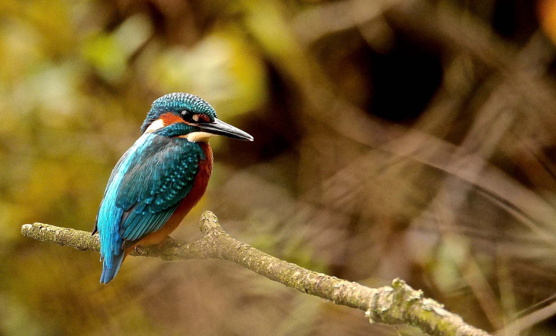 Eisvogel am Kiesteich