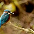 Eisvogel am Kiesteich