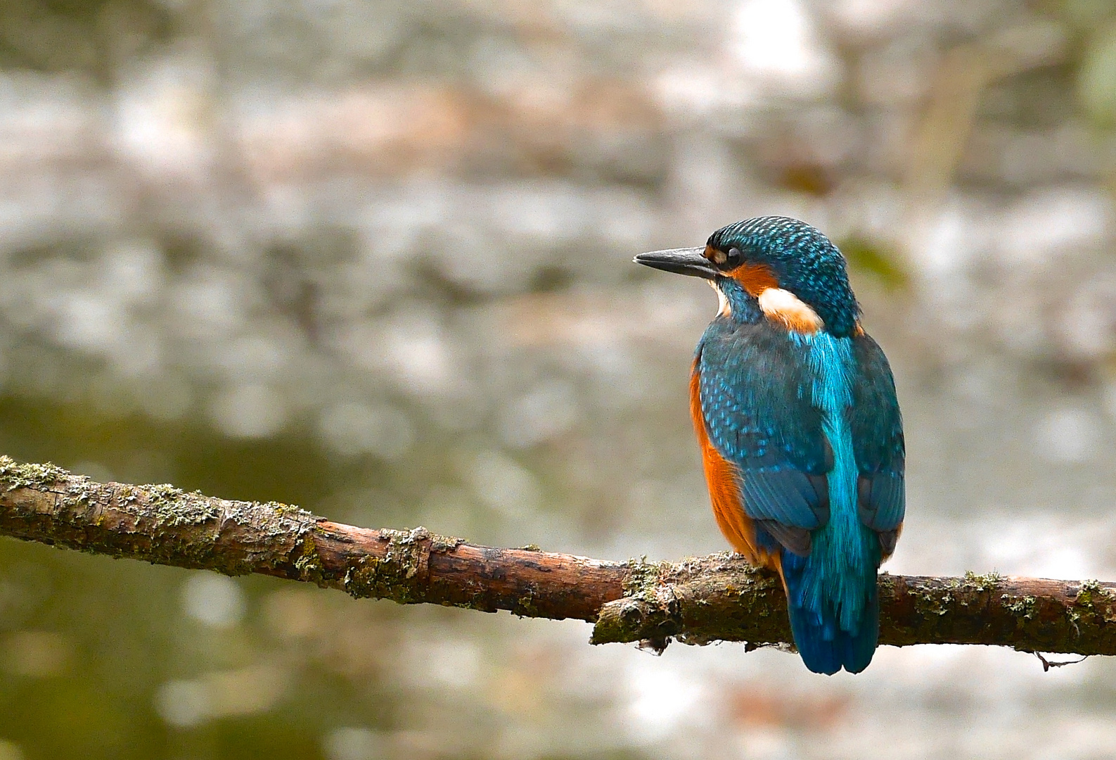 Eisvogel am Kiesteich bei Witzenhausen