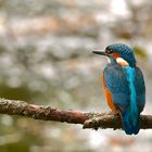 Eisvogel am Kiesteich bei Witzenhausen