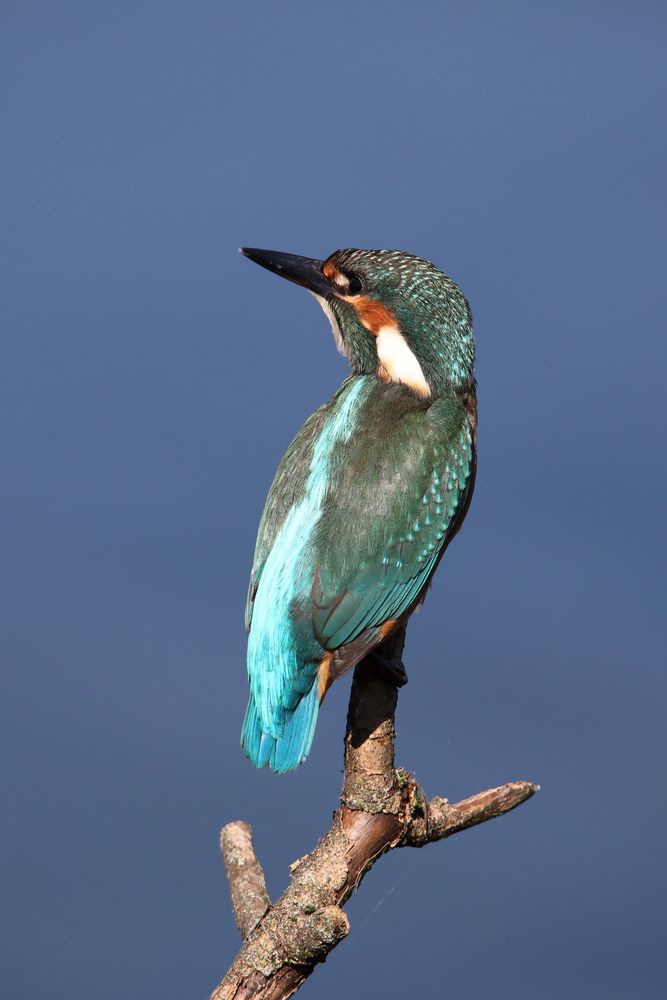 Eisvogel am Lac Léman