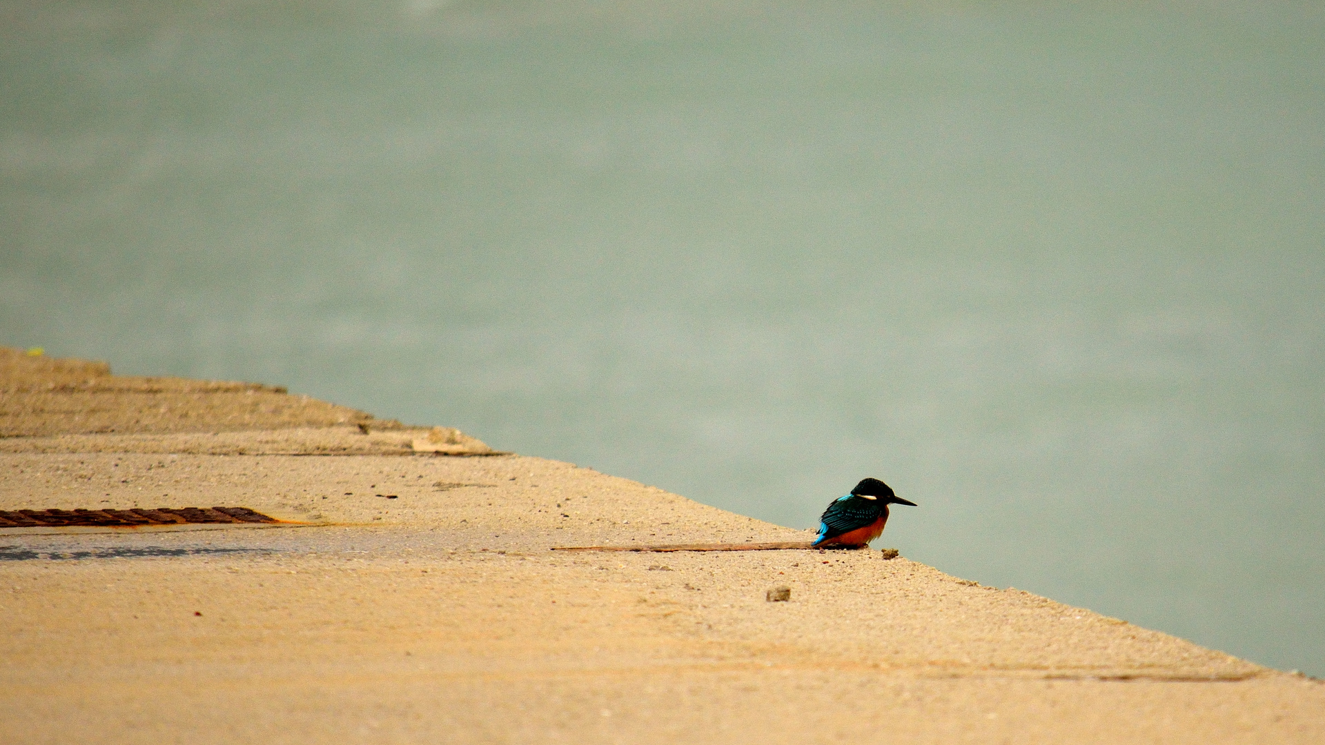 Eisvogel am Liparischen Meer