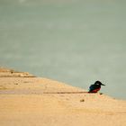 Eisvogel am Liparischen Meer