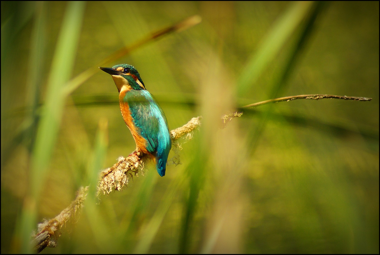 Eisvogel am Löbauer Wasser