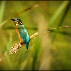 Eisvogel am Löbauer Wasser