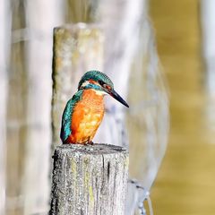 Eisvogel am Max-Eyth-See