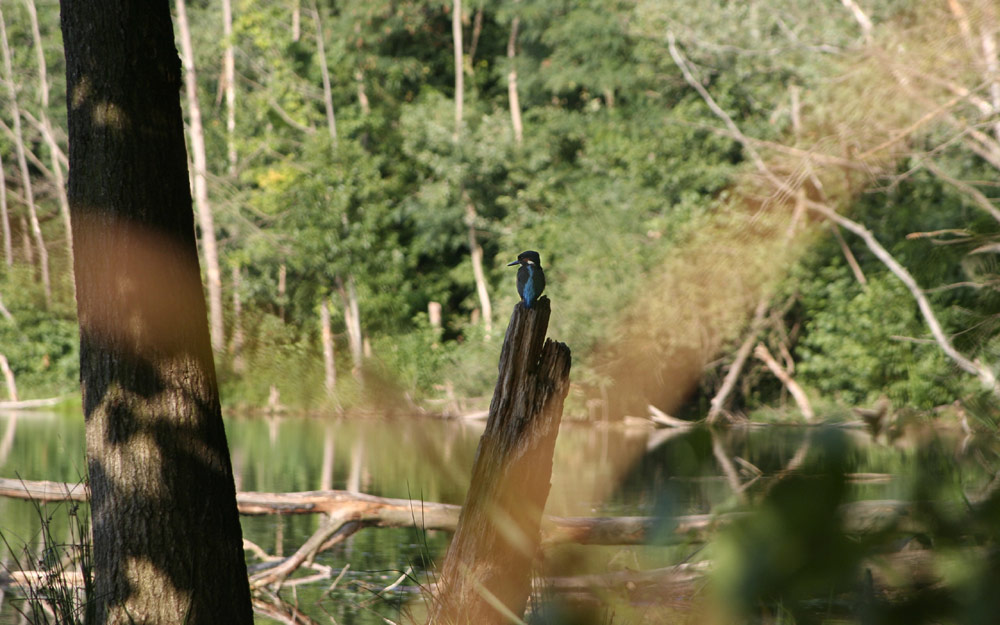 Eisvogel am Mönchwaldsee