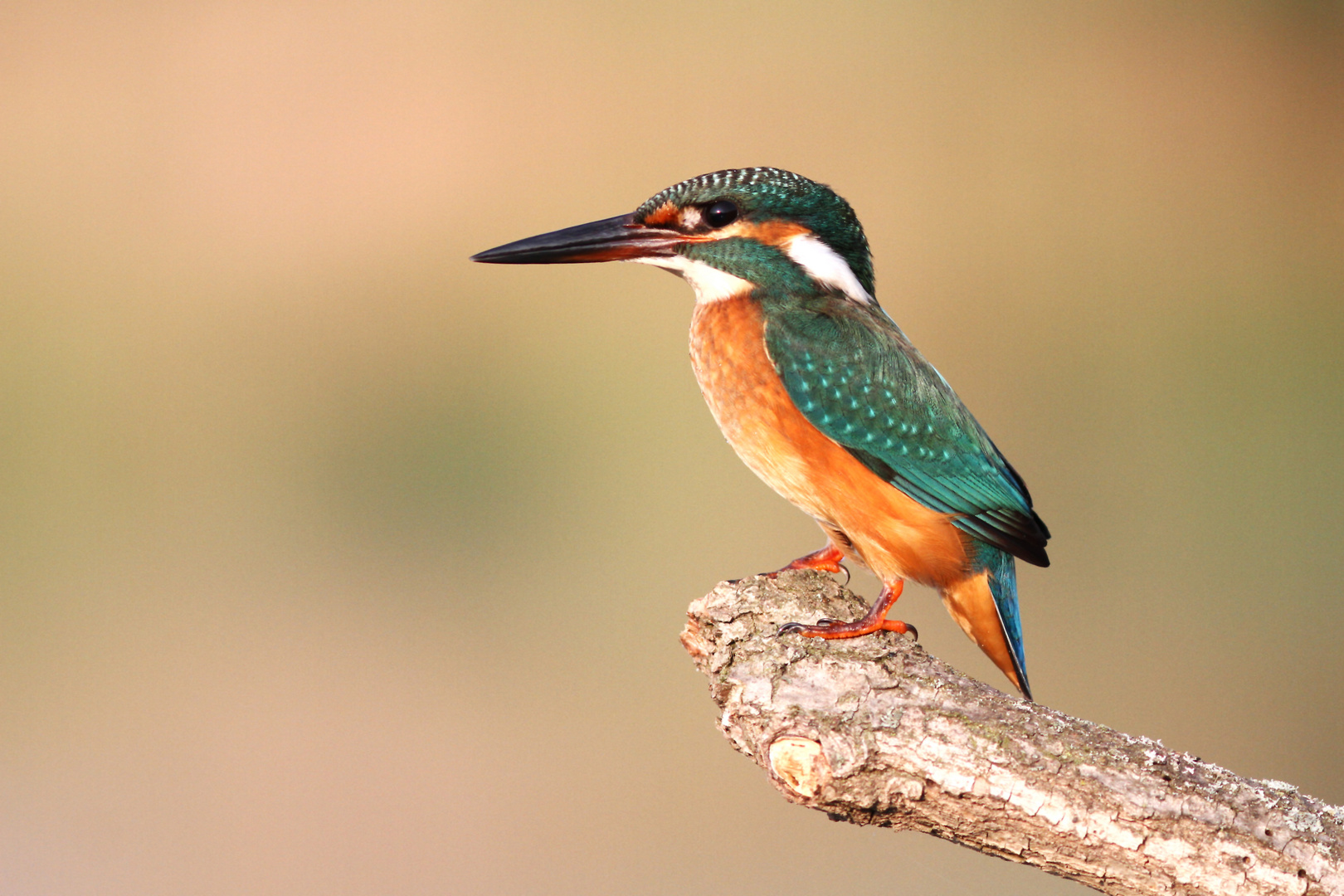 Eisvogel am Morgen