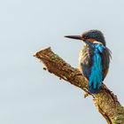 Eisvogel am Morgen