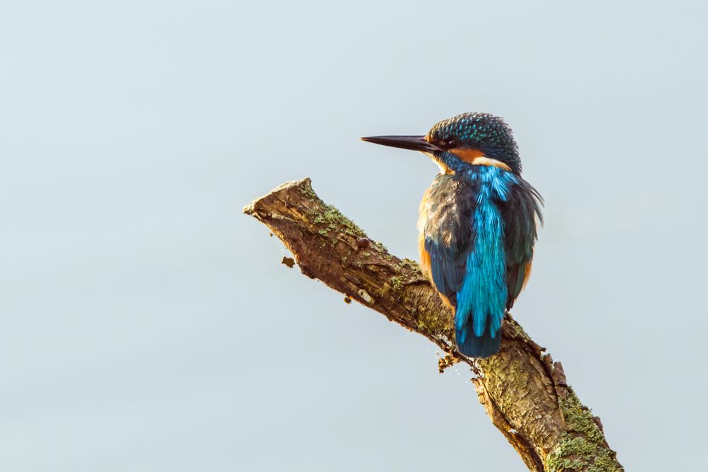 Eisvogel am Morgen