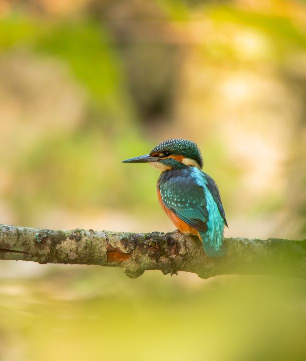 Eisvogel am Morgen