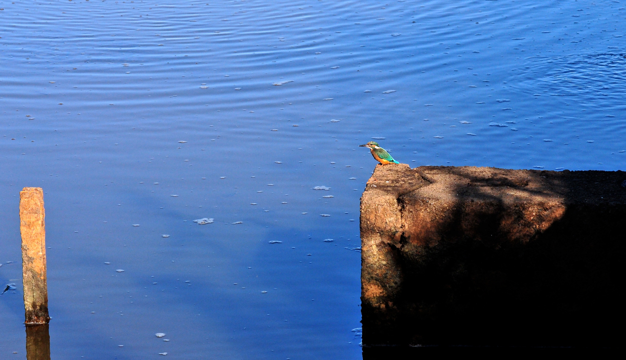 Eisvogel am Morgen