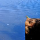 Eisvogel am Morgen