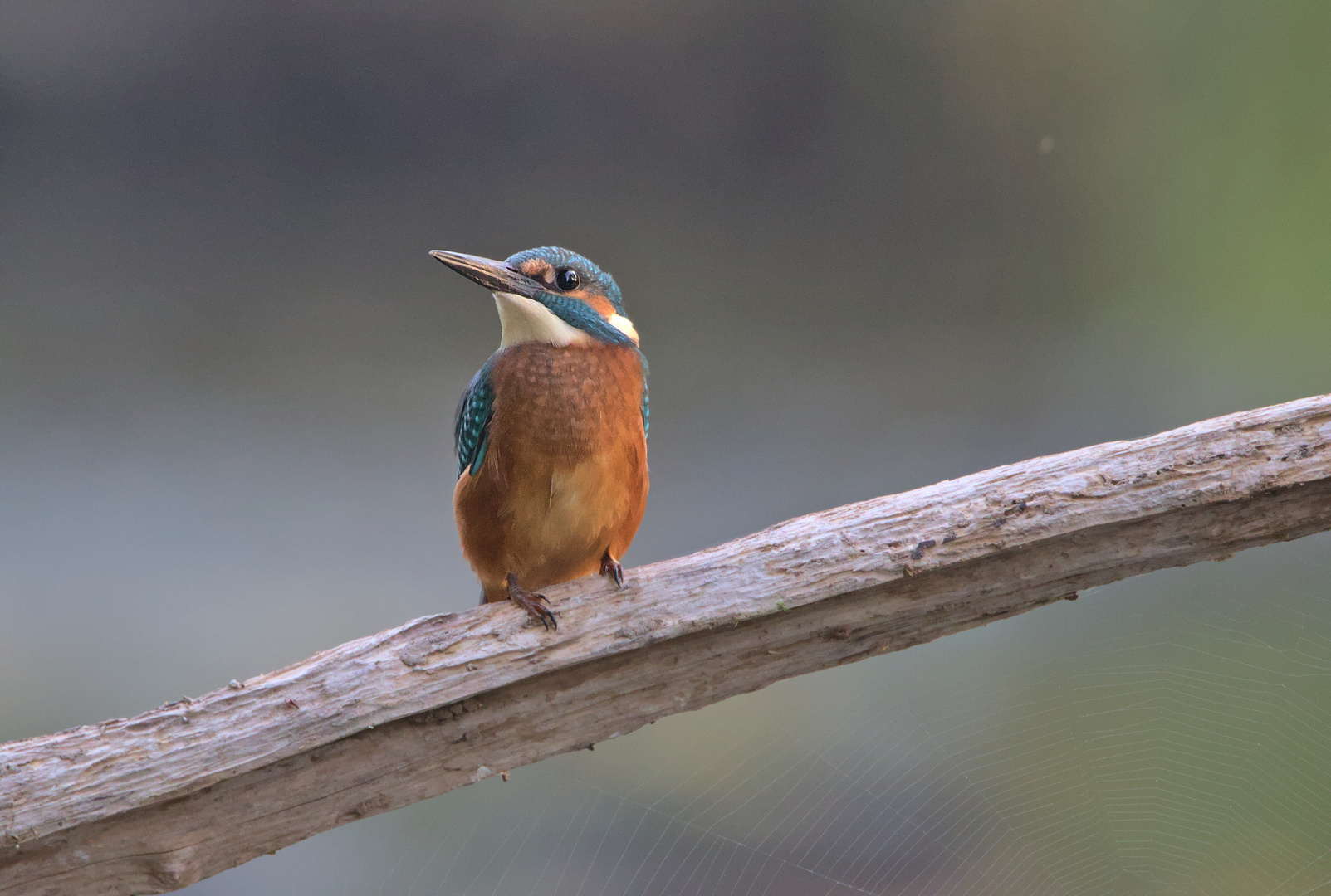 Eisvogel am Morgen