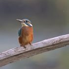 Eisvogel am Morgen