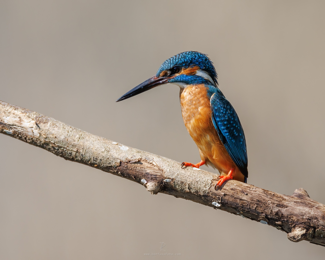 Eisvogel am Morgen