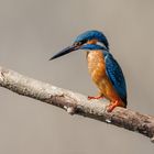 Eisvogel am Morgen