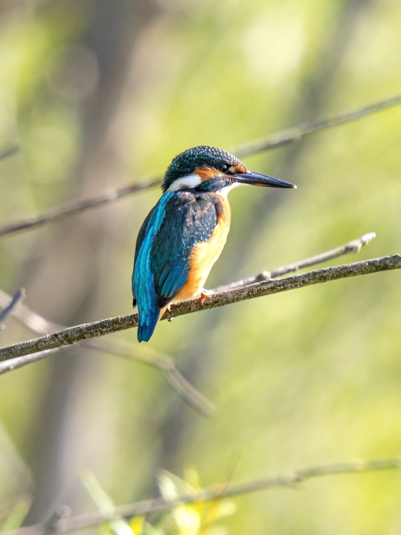 Eisvogel am Morgen