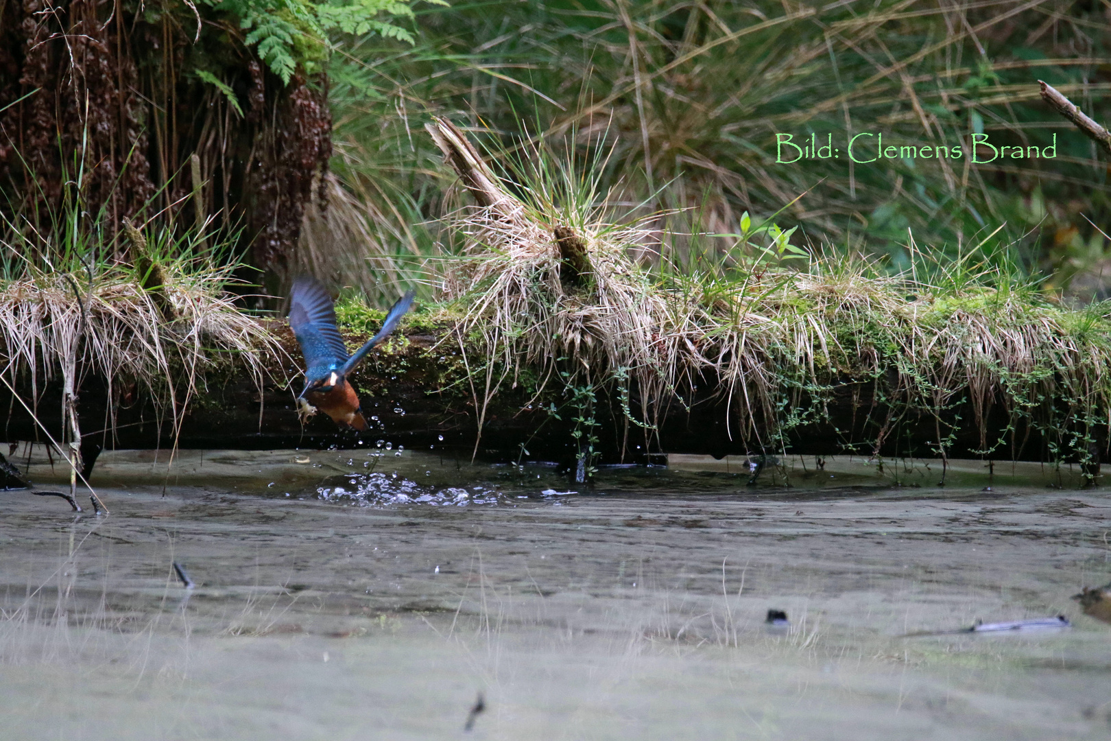 Eisvogel am Naturweiher III